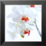 White and Pink Orchid Posters af Cédric Porchez