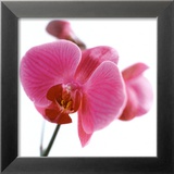 Pink Orchid Posters af Cédric Porchez
