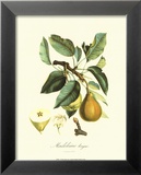 Pear Posters by Pierre-Antoine Poiteau