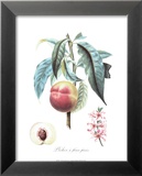 Peach Prints by Pierre-Antoine Poiteau