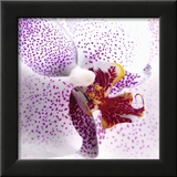 Orchidée II Affiches par Mel Allen