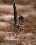 Greater Roadrunner (Tail Up) Posters