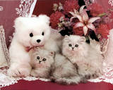 Cutest kittens & Teddy Bear Posters