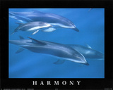 Harmony School of Dolphins Print
