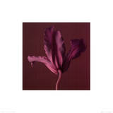 Damask III Poster par Ian Winstanley