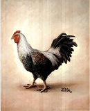 Black & White Chicken (Animal) Prints