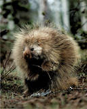 Porcupine (Sitting Up) Prints