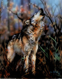 Gray Wolf Howling Prints by Dan McManis