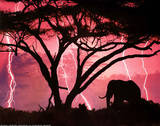 Animal Elephant Lightning Storm Print