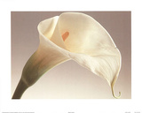 Calla Lily Color Close-Up Posters