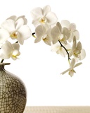 Orchid Branch Affiches par Stephane De Bourgies