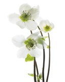 Hellebore Prints by Cedric Porchez