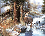 White Tail Buck Poster by Andres Orpinas
