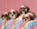 Puppies Print by Shih Tzu