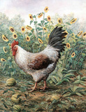 Chicken in Sunflower Patch Posters
