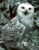 Snow Owl (Wildlife) Poster