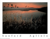 Geese over Marsh Poster by Sanford Agliolo