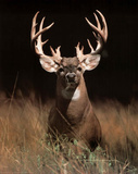 Trophy Buck Deer Big Rack Poster