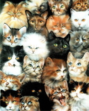 Cats Collection Posters by Dan McManis