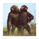 Chimpanzés Affiches par Michael Nichols