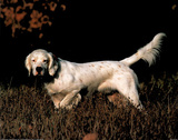 English Setter (In Field) Print