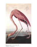 American Flamingo Poster von John James Audubon