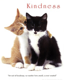 Kindness Two Cute Kittens Poster