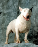 White Terrier (Standing) Prints