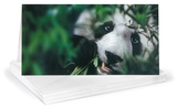 Giant Panda Panoramic Greeting Cards 12 Per Package Note Card Sets