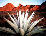 Century Plant Posters by David Muench