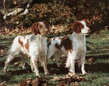Brittany Spaniels (Animals) Prints