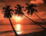 Sunset (Three Palm Trees Over Beach) Photo