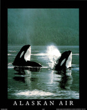 Alaskan Air Orcas Art Photo Posters