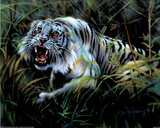 White Tiger Photo by Dan McManis