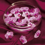 Orchidee et Eau Posters by Amelie Vuillon