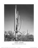 Saguaro National Monument Arizona Photographie par Ansel Adams