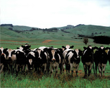 Herd Of Holstein Cows (Farm) Print