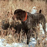 German Shorthair Pointer (Animal) Prints