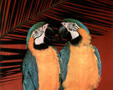 2 Parrotts (Macaw) Print