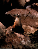 Sea Lion (On Rocks) Affiches