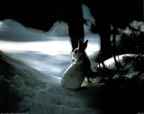 White Rabbit Posters by Michael Quinton