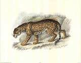 Wild Jaguar (Safari) Posters