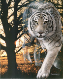 Spirit Of The White Bengal Tiger Posters by Gordon Semmens