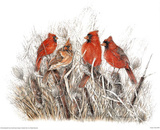 Cardinals Posters by Frank Hnat