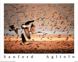 Canada Geese in Flight Posters by Sanford Agliolo