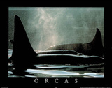 Orcas Print