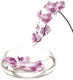 Orchidees Affiches par Stephane De Bourgies