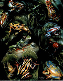 Frogs Poster by Dan McManis