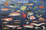 Laminated Fantastic Fish Educational Science Chart Poster Posters