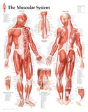 Muscular System Male Educational Chart Poster Posters